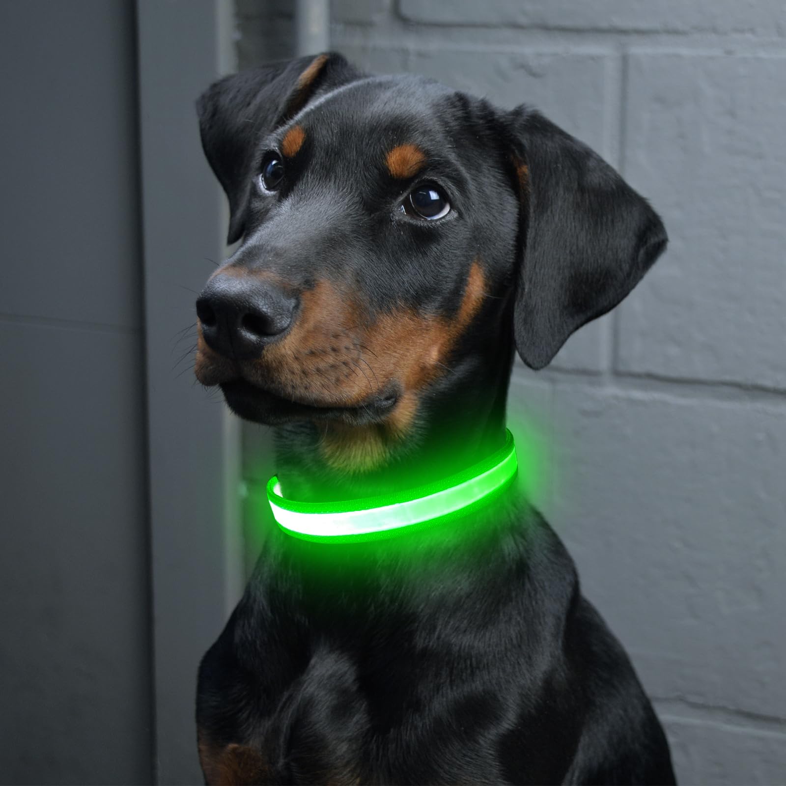 Vizpet D-ring leash attachment on a secure, everyday-use collar