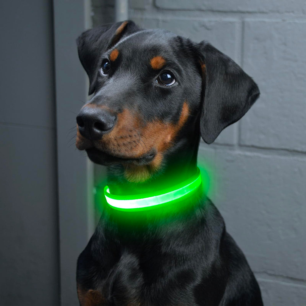 Vizpet D-ring leash attachment on a secure, everyday-use collar
