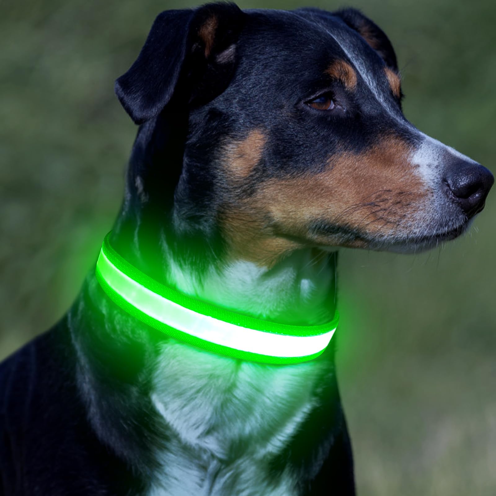 Vizpet D-ring for attaching leash and extra safety during walks.