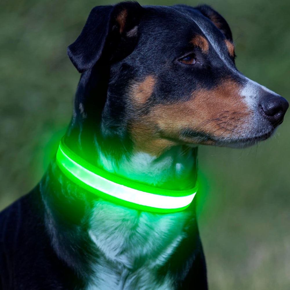 Vizpet D-ring for attaching leash and extra safety during walks.