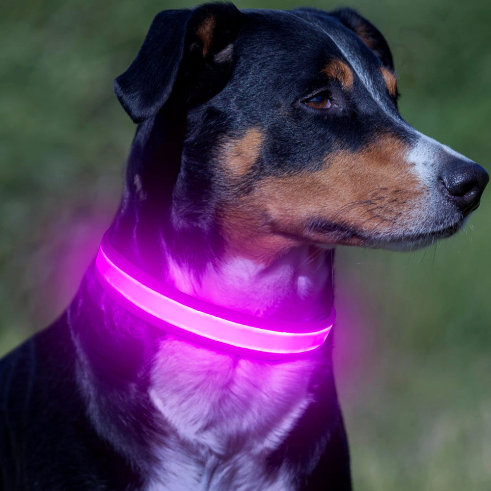 VIZPET LED dog collar packaging ready for quick setup and use.