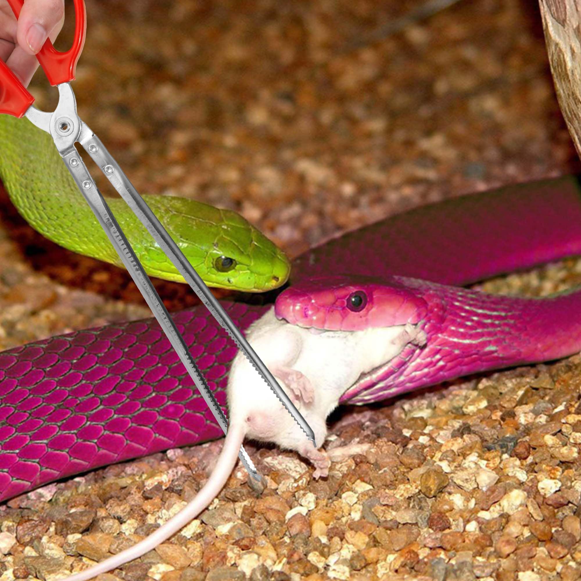 Vodolo snake feeding tongs ideal for terrarium setup and reptile care tasks