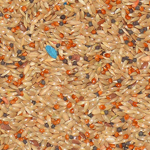 Volkman Avian Science Super Canary Seed in a feeding dish demonstrates ready-to-serve canary nutrition.