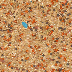 Volkman Avian Science Super Canary Seed in a feeding dish demonstrates ready-to-serve canary nutrition.