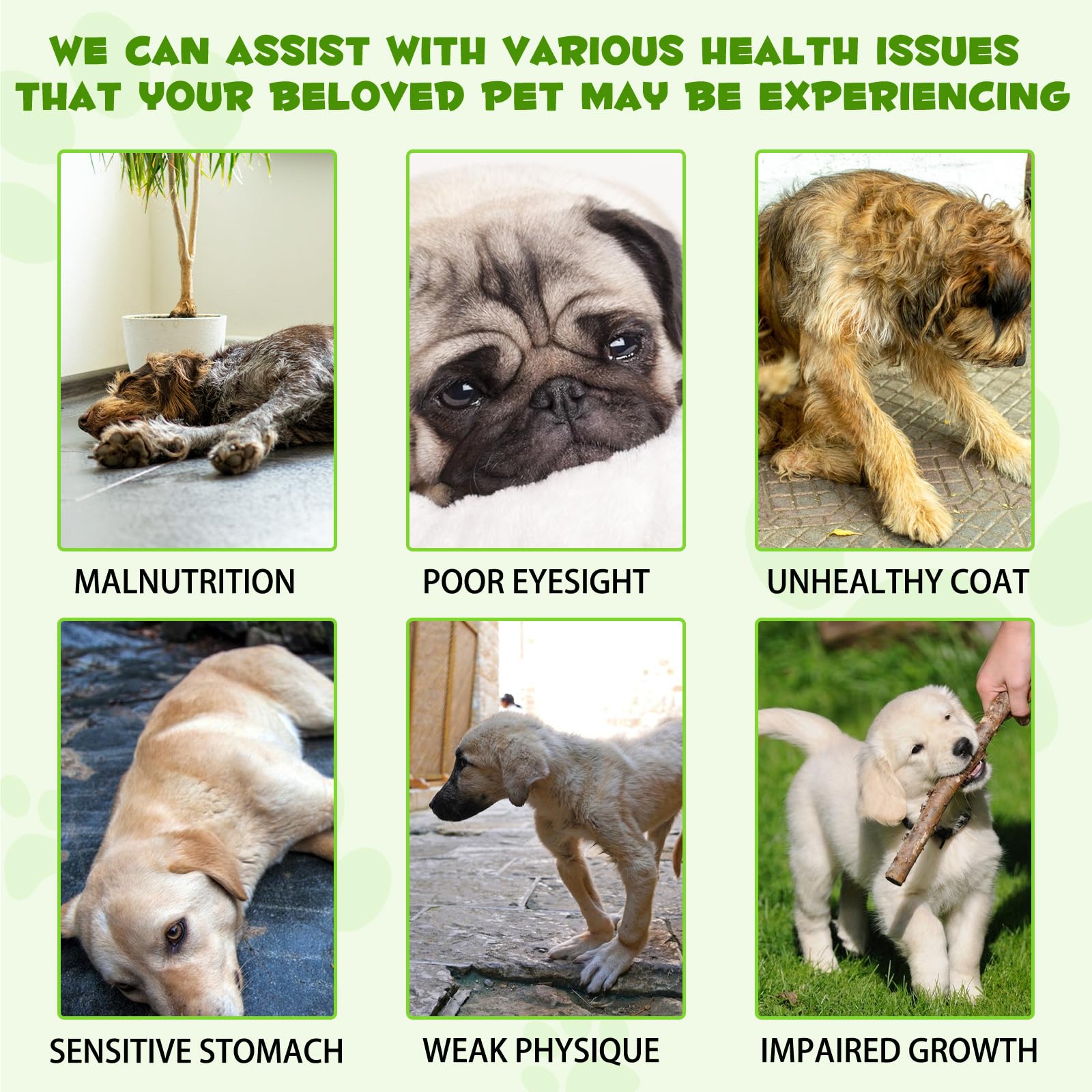 VOSIFSDIY Liquid Dog Probiotic digestive balance concept with dogs at home