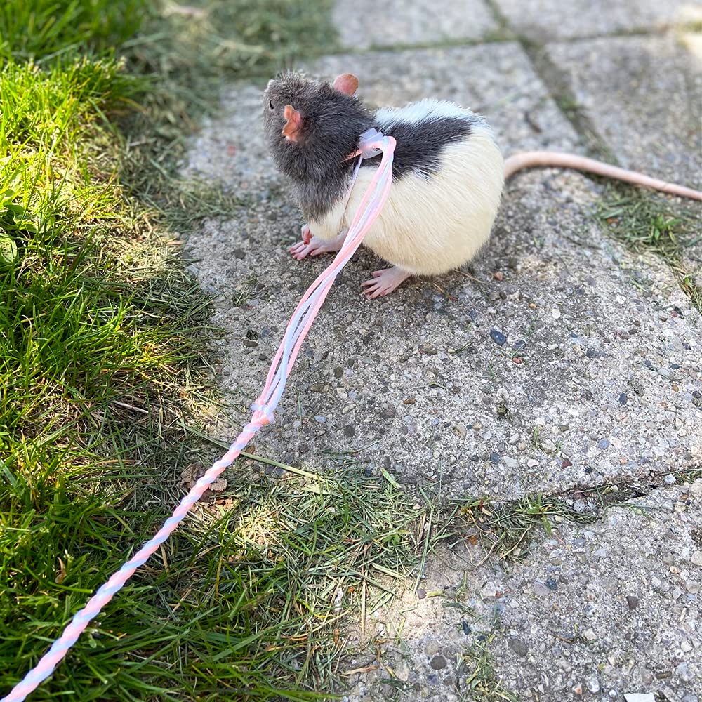 VTurboWay leash-length-55in enables long, safe outings for small pets.