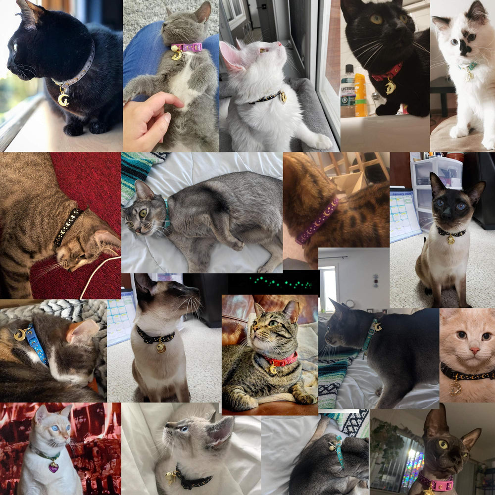 WAAAG cat collar bell and crescent moon charm highlight playful accents.