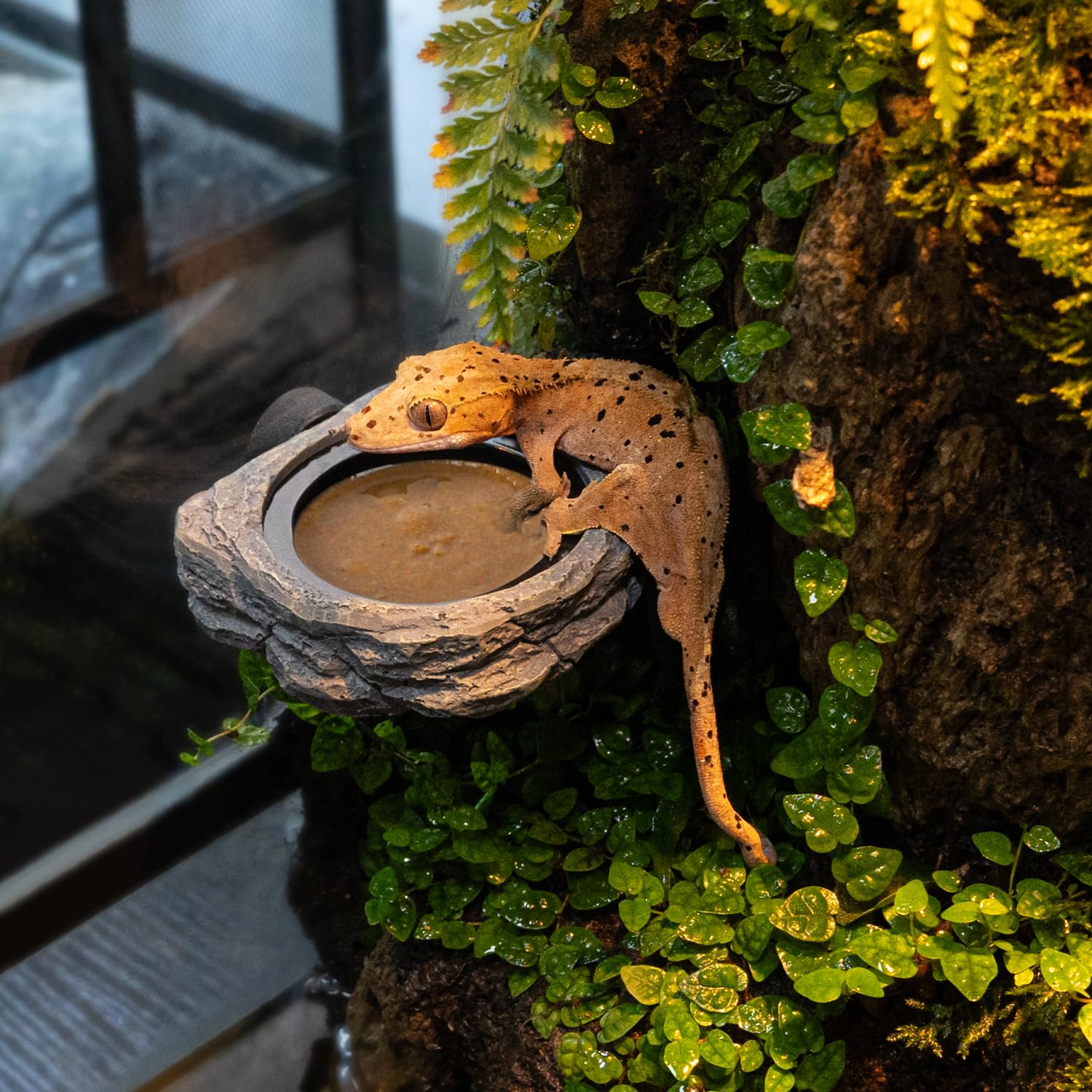 Wacool Terra Durable Resin Ledge robust daily use in enclosures