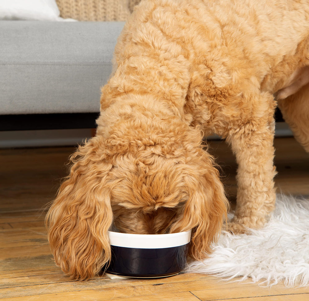 Waggo Dipper bowl color-pop bottom accent adds playful style to mealtime