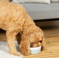 Waggo Dipper bowl size-multiples shows options for small, medium, and large dogs