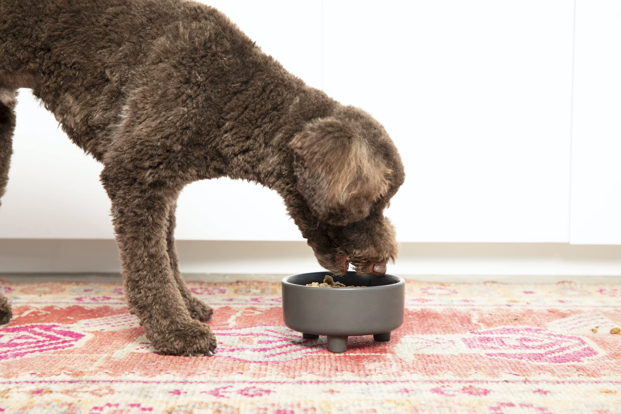 Waggo Uplift bowl for dry kibble fits 4-cup capacity.