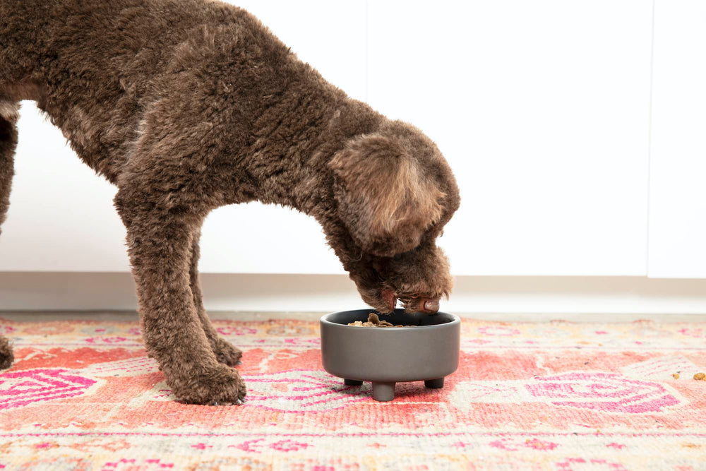 Waggo Uplift bowl for dry kibble fits 4-cup capacity.