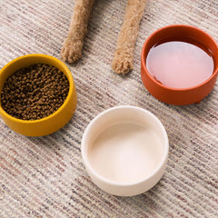 Waggo Uplift medium 4-cup bowl angled for easy scooping and stable feeding
