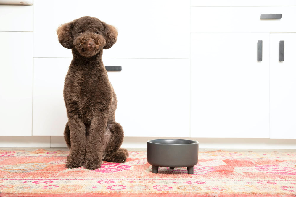 Waggo Uplift ceramic bowl, side view shows elevated height for easy feeding.