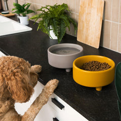 Waggo Uplift small 2-cup bowl front view ideal for small breeds' meals