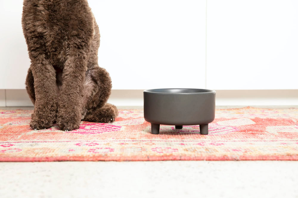 Waggo Uplift bowl ideal for wet food servings.