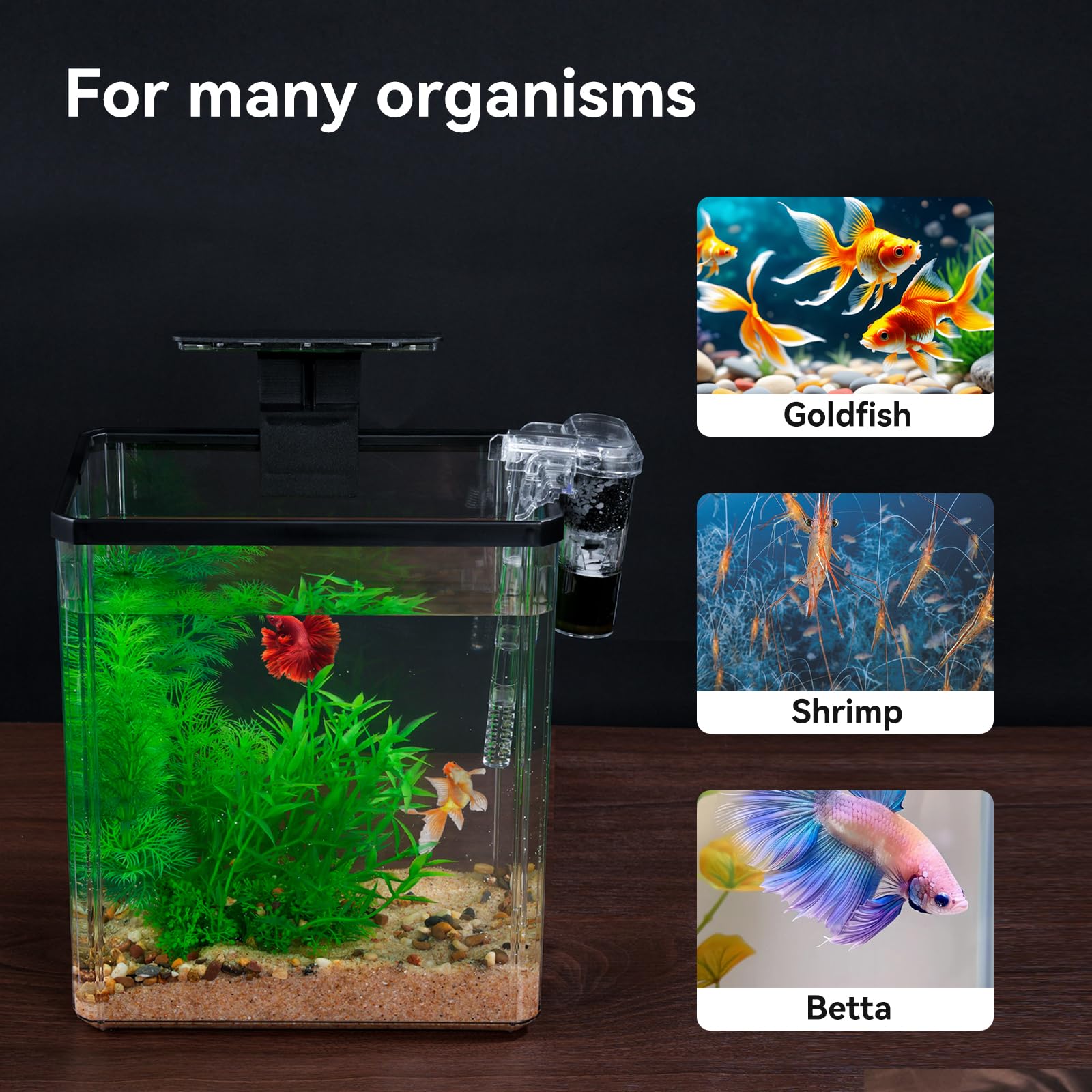 Wagrvuy betta, goldfish, and shrimp compatibility showcase.