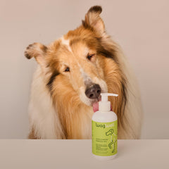 WagWell Ahiflower Omega Oil plant-based source highlights odor-free daily use.