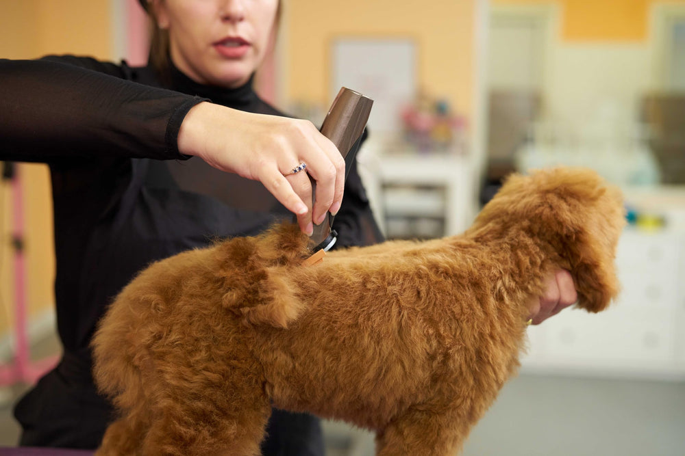 Wahl Bravura soft storage case for tidy grooming tools.