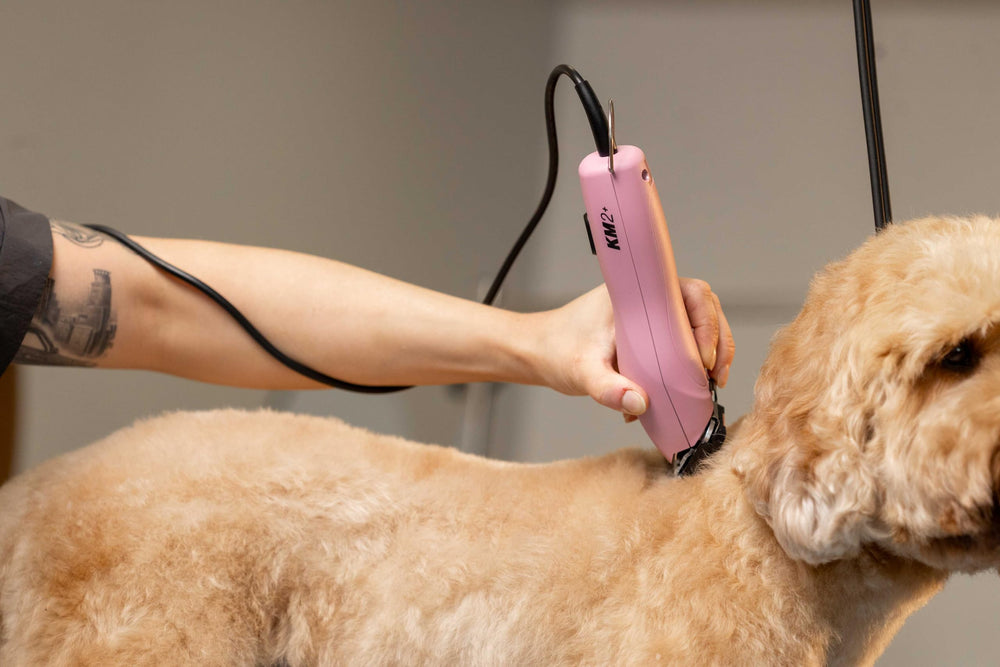 Wahl Pro Animal KM2+ in a professional grooming setup boosts efficiency.