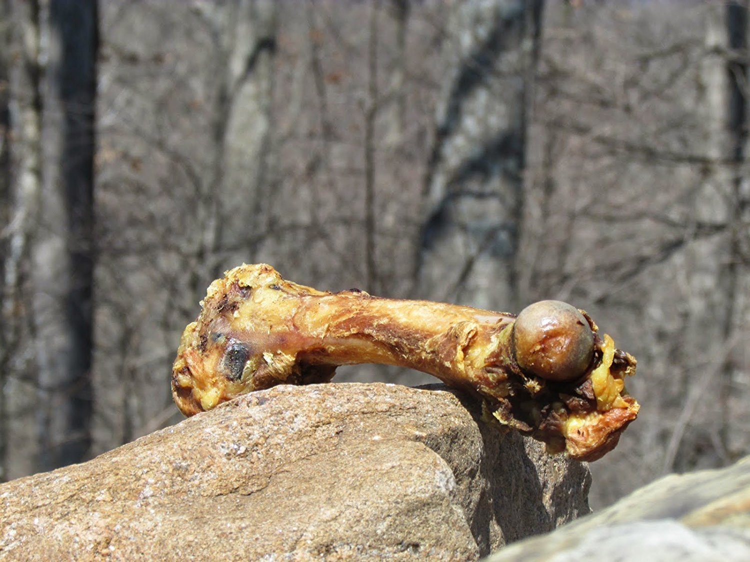 Wally Wags cow femur bone dog-chew-closeup: supports dental hygiene while satisfying chewers.