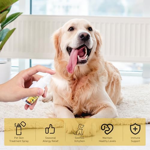 Wanban cat itchy skin closeup showing irritated area before treatment.