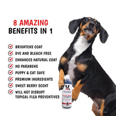 Warren London Magic Black Shampoo after-use coat brightness on a dark-coated dog.