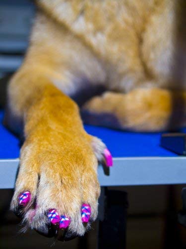 Warren London Pawdicure pink shade adds cute birthday paw look