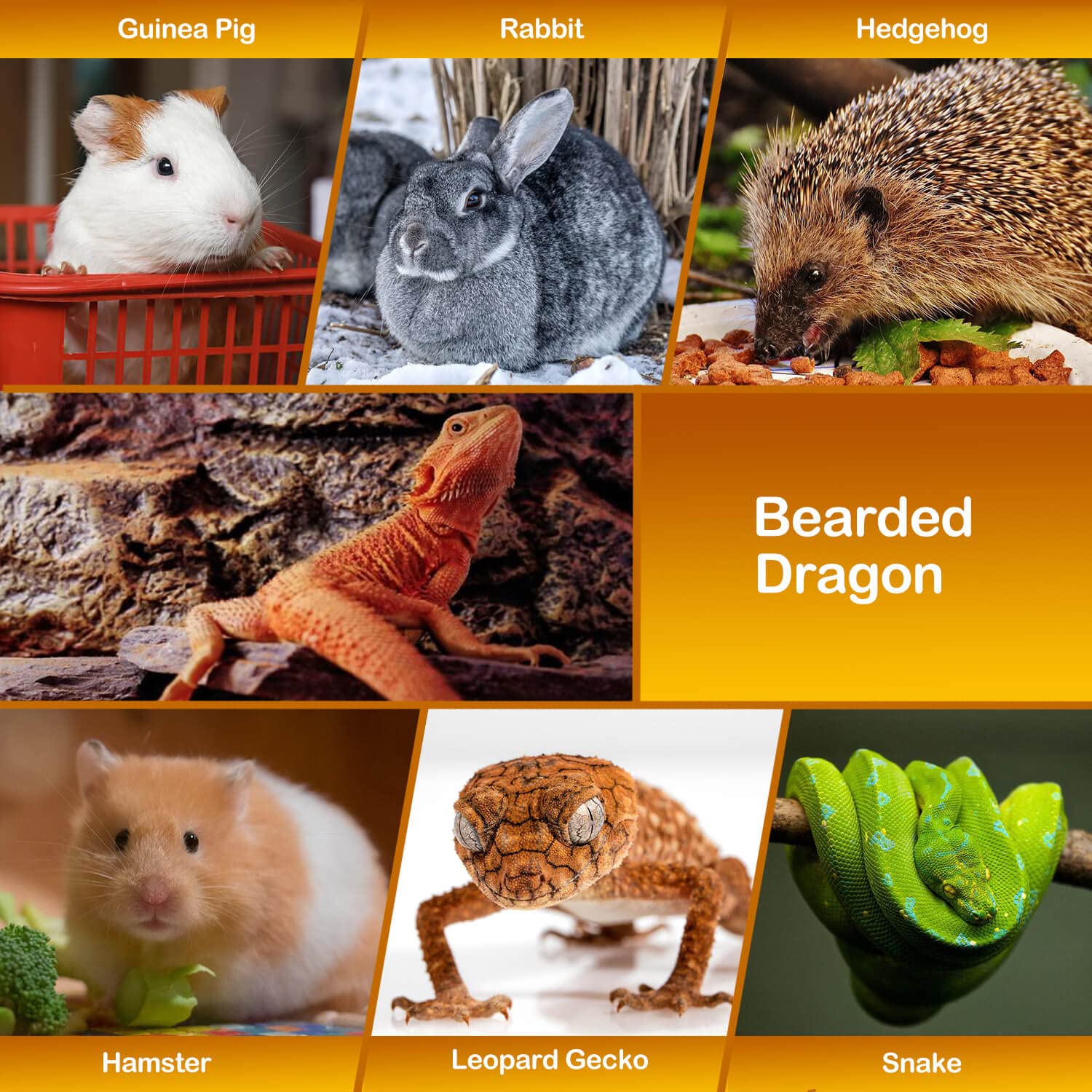 WATFOON reptile sling with 5ft adjustable strap for comfort.