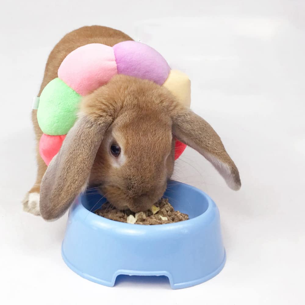 WCDJOMOP rainbow collar protecting wounds while small pets rest.