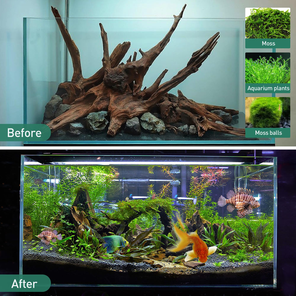 WDEFUN driftwood air-plant display supports natural mounting and decor.
