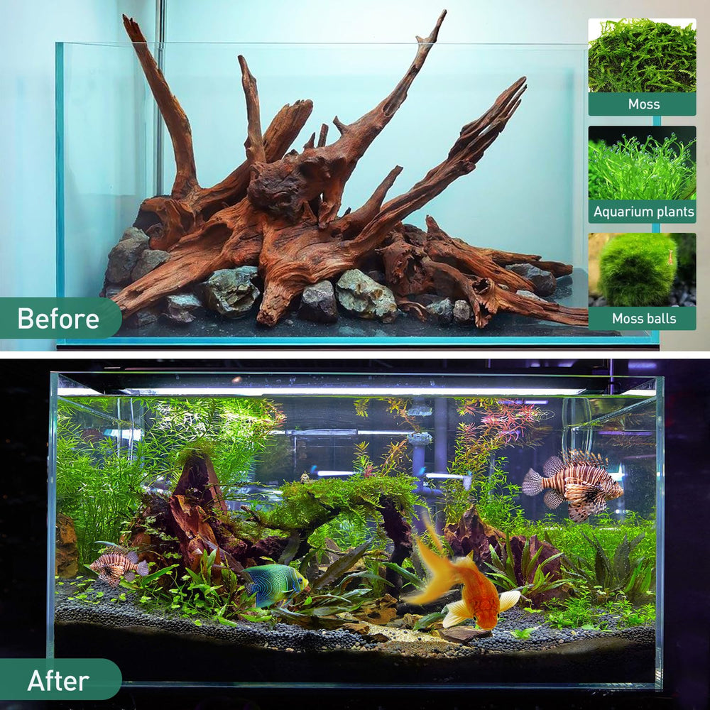 WDEFUN driftwood hosts air plants with rustic mounting perch.