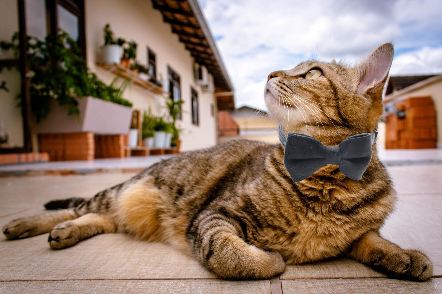 WDPAWS black velvet cat collar on model for stylish everyday look