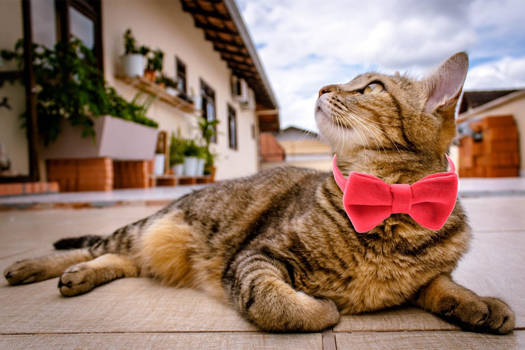 WDPAWS model wearing the red velvet collar for everyday use inspiration.