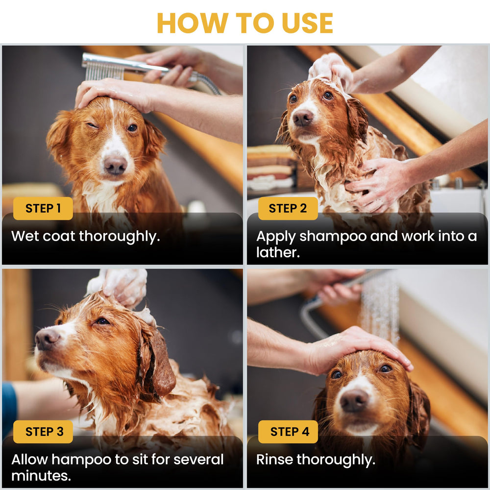 Oatmeal bath care image for gentle puppy skin during baths
