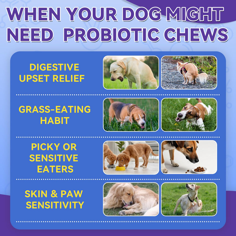 WEALLIN Dog Probiotics Chews chicken flavor enticing dogs while supporting gut health