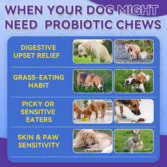 WEALLIN Dog Probiotics Chews chicken flavor enticing dogs while supporting gut health