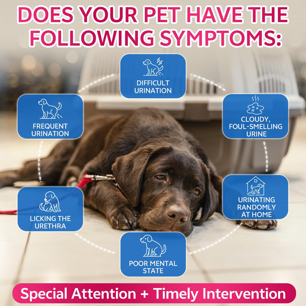 WEALLIN pumpkin-seed-extract-liquid highlights antioxidants supporting pet vitality.