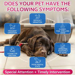 WEALLIN pumpkin-seed-extract-liquid highlights antioxidants supporting pet vitality.