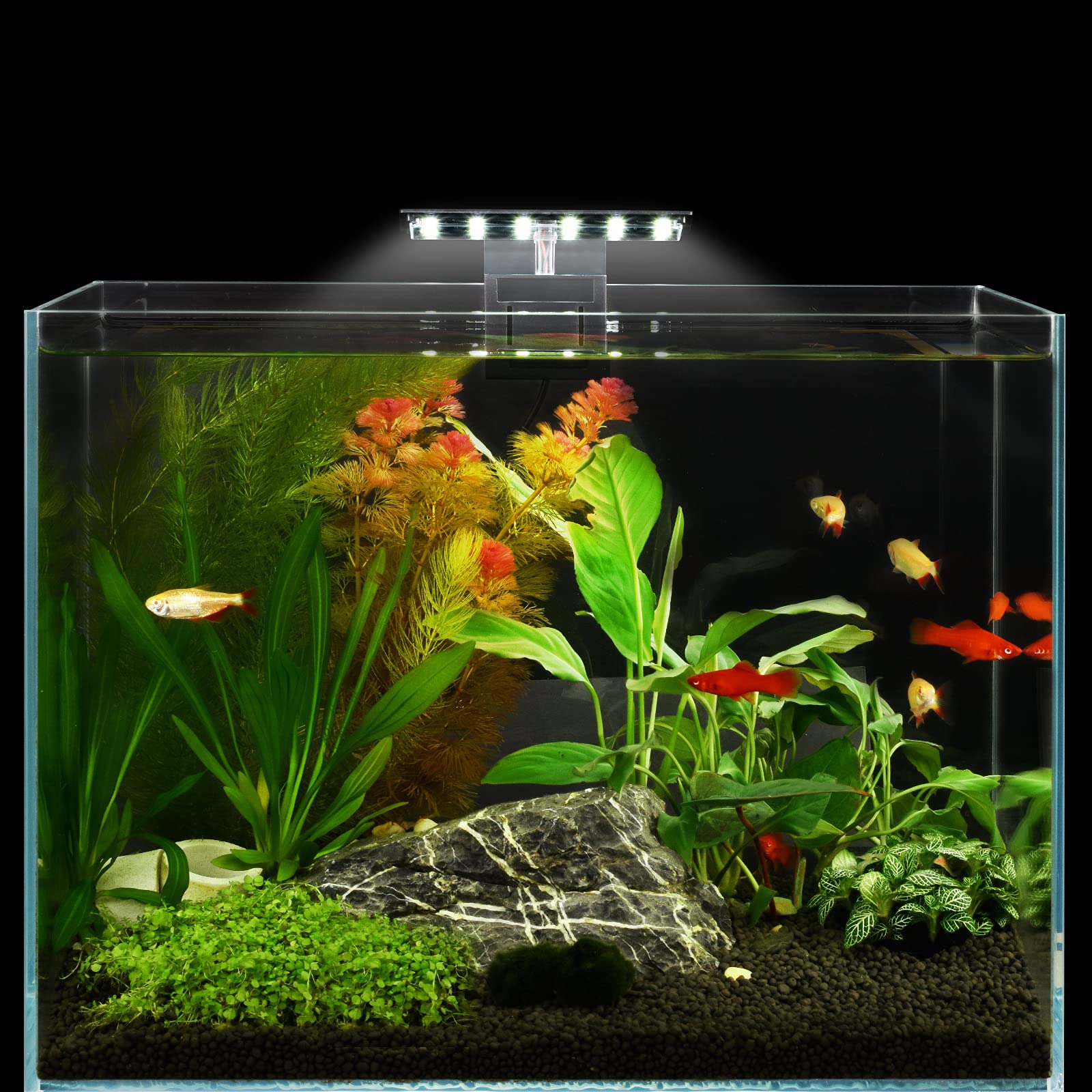 WEAVERBIRD plant friendly LED supports aquatic plant growth
