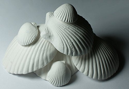 Weco Wonder Shell two-pack packaging shown, ideal for gifting and decorative display.