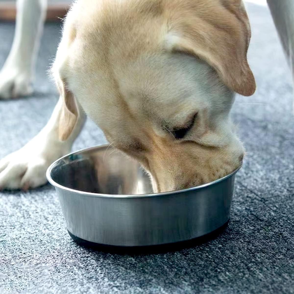 WEDAWN versatile bowls suit water and kibble for daily routines