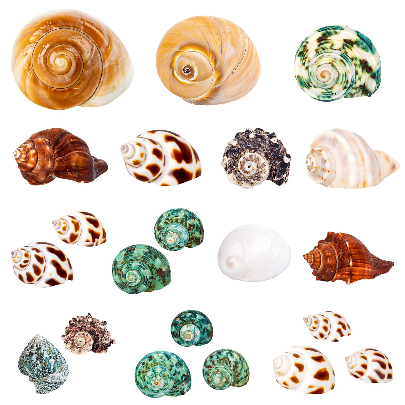 WeDoSoy 21pcs hermit crab shells package variety for easy crab housing.