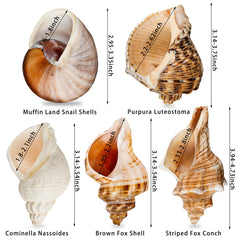 WeDoSoy 5PCS extralarge hermit crab shells pack2 highlights varied openings for easy shelter choice.