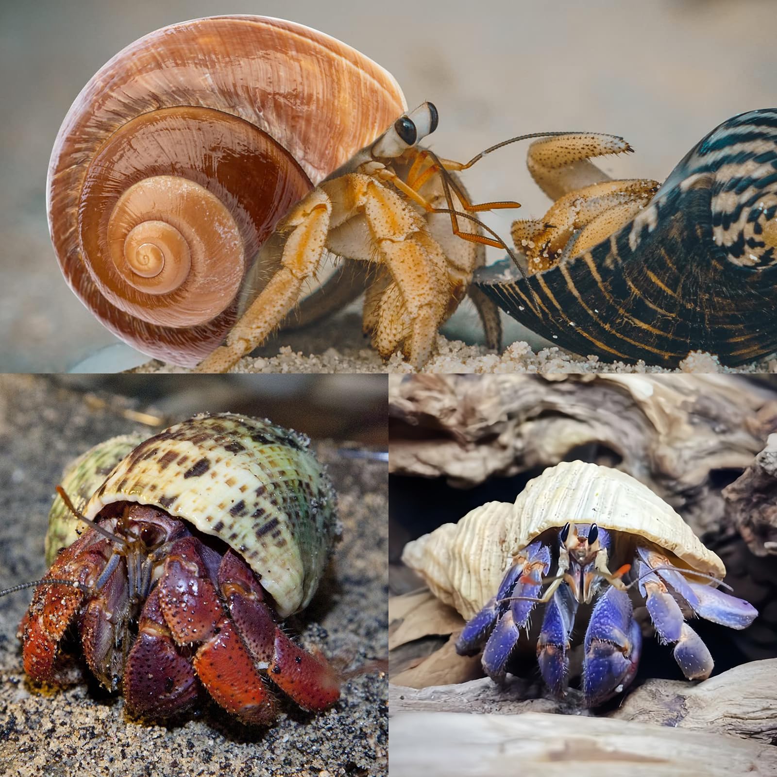 WeDoSoy shells enhance aquarium decor and naturalistic shell habitats