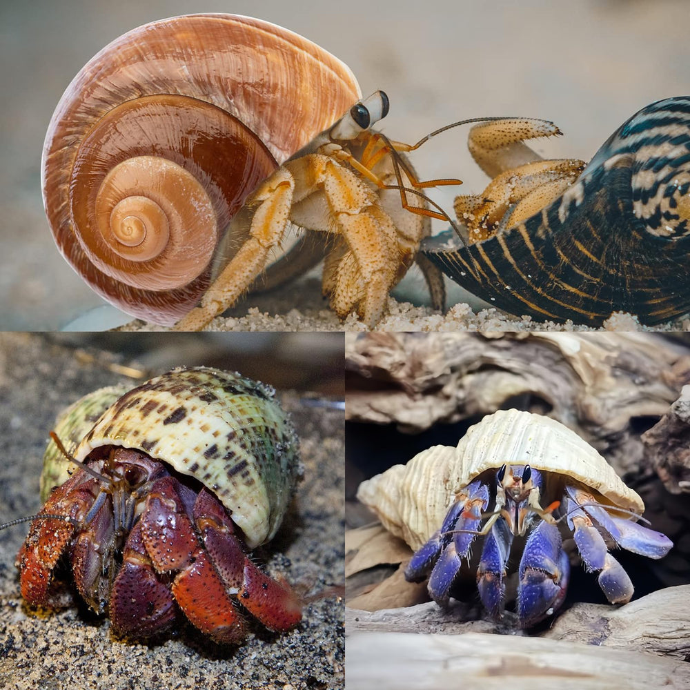 WeDoSoy shells enhance aquarium decor and naturalistic shell habitats