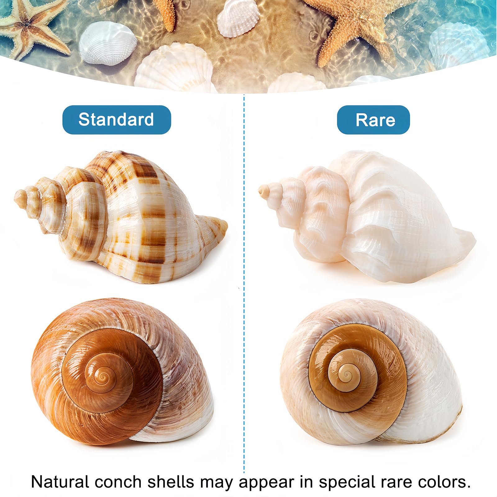 WeDoSoy natural shells presented for crabs and decorative displays.