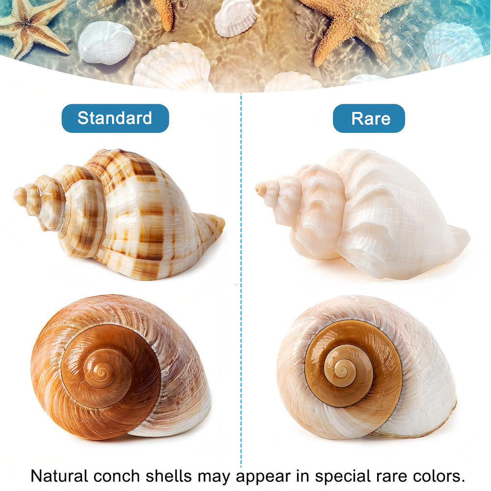 WeDoSoy natural shells presented for crabs and decorative displays.