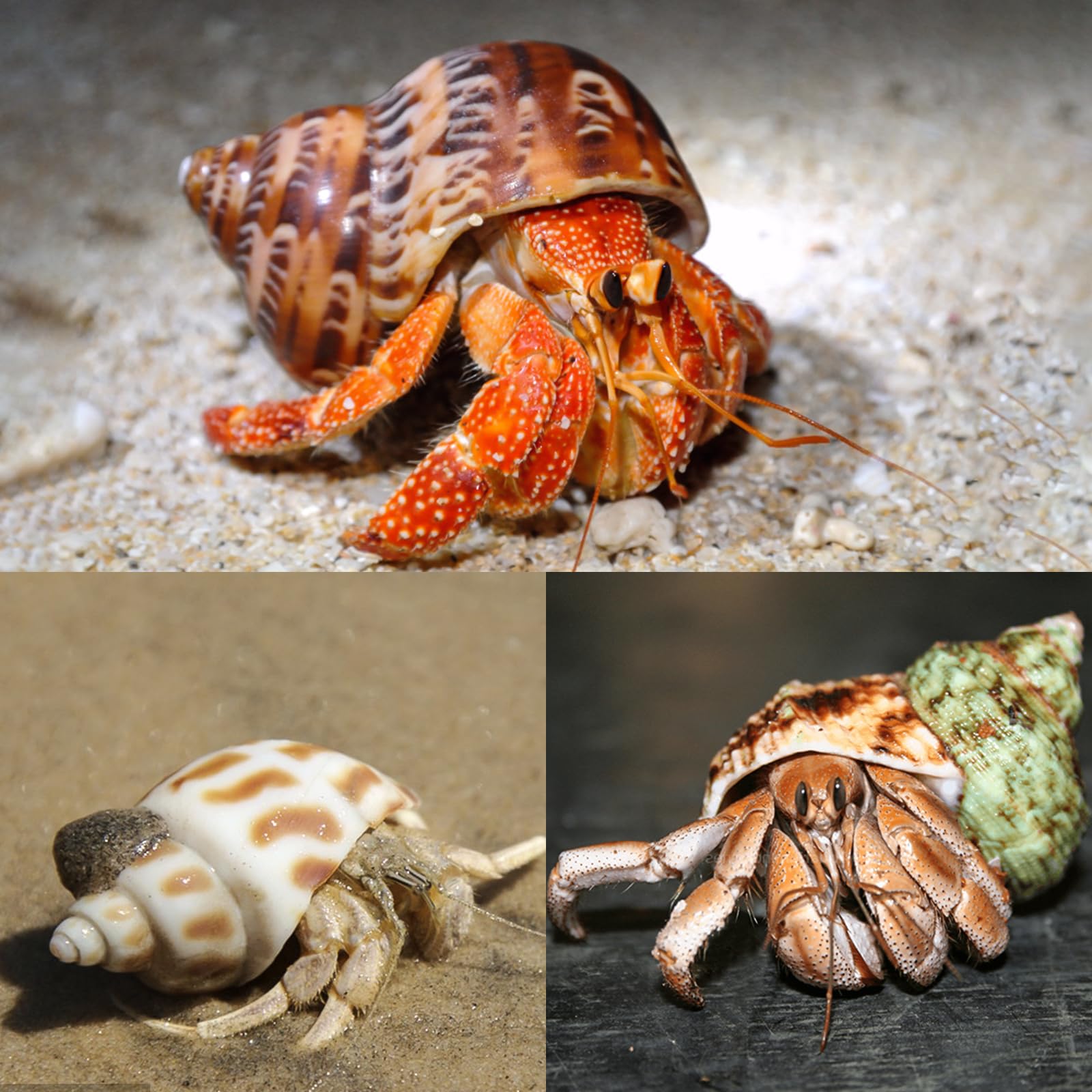 WeDoSoy beach-decoration shells suitable for displays and coastal art