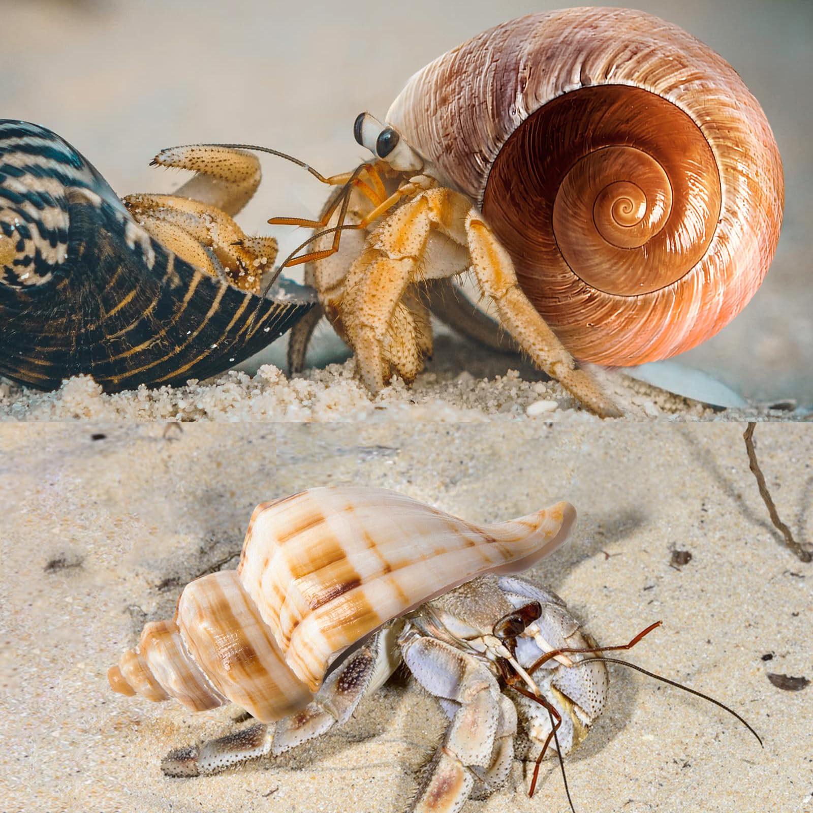 WeDoSoy shells ideal for crafts and beach-theme decor projects.